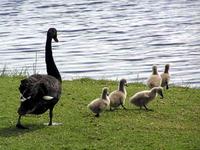 Black Swan cygnets
