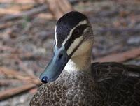 Pacific Black Duck