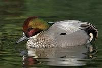 Falcated Duck, Escondido, CA