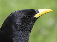 Alpine chough (Pyrrhocorax graculus) in flight and close-up © Phil Farrer