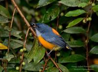 Orange-bellied Flowerpecker