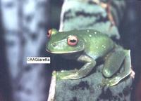 : Aplastodiscus leucopygius