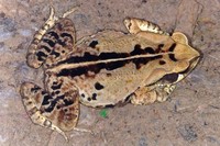 : Bufo crucifer