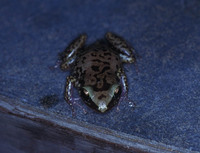 : Eleutherodactylus monensis