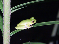 : Litoria barringtonensis; Mountain Stream Tree Frog