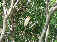 : Ardea ibis; Cattle Egret