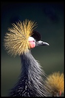 : Balearica pavonina ceciliae; Sudan Crowned Crane