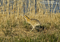 : Botaurus stellaris; Eurasian Bittern