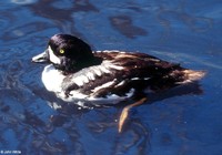 : Bucephala islandica; Bucephala Islandica