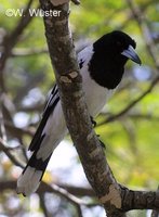 : Cracticus nigrocollaris; Pied Butcherbird