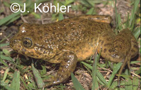 : Telmatobius simonsi
