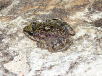 : Thoropa megatympanum