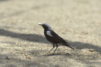 : Myrmecocichla arnotti; Arnott's Chat