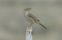 : Oreoscoptes montanus; Sage Thrasher