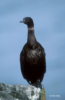 : Phalacrocorax pelagicus; Pelagic Cormorant