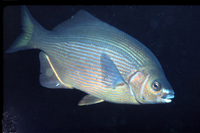 : Embiotoca lateralis; Striped Surfperch