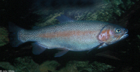 : Oncorhynchus mykiss; Rainbow Trout