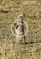 : Mungos mungo; Banded Mongoose