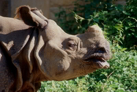 : Rhinoceros unicornis; Indian Rhinoceros