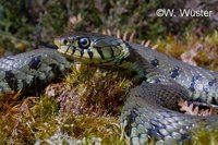 : Natrix natrix; Grass Snake
