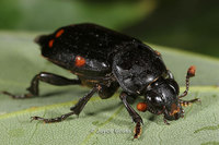 : Nicrophorus pustulatus; Carrion Beetle