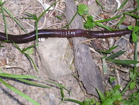 : Microchaetus skeadi; Albany Giant Earthworm