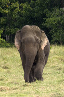 Asian Elephant   Elephas maximus photo