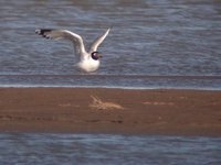 Relict Gull. (little) Khar us nuur, 2 June.