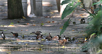 red-whiskered bulbul