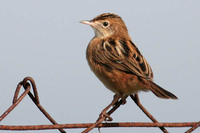 Zitting Cisticola (Fan Tailed Warbler)