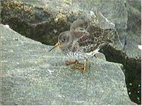 Purple Sandpipers