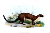 mustela macrura