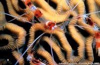 Stenopus hispidus - Banded Boxer Shrimp