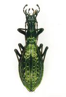 Carabus haeckeli