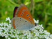 Lycaena dispar - Large Copper