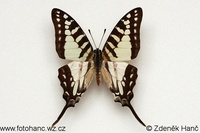 Graphium evombar