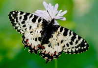 Zerynthia cerisyi - Eastern Festoon