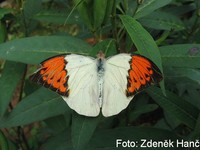 Hebomoia glaucippe
