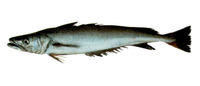 Merluccius australis, Southern hake: fisheries