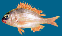 Pagellus bellottii, Red pandora: fisheries
