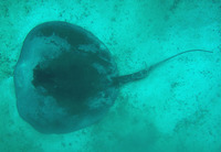 Himantura schmardae, Chupare stingray: fisheries