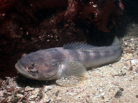 Porichthys notatus, Plainfin midshipman: fisheries