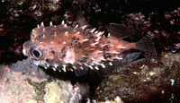 Cyclichthys orbicularis, Birdbeak burrfish: fisheries, gamefish