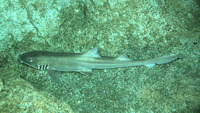 Chiloscyllium punctatum, Brownbanded bambooshark: fisheries