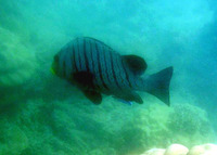 Plectorhinchus plagiodesmus, Barred rubberlip: fisheries, gamefish