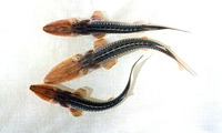 Pseudoscaphirhynchus hermanni, Dwarf sturgeon: