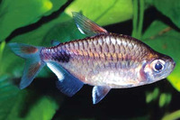 Bathyaethiops breuseghemi, :