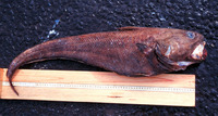 Coryphaenoides rudis, Rudis rattail: fisheries