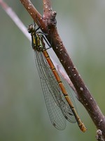 Pyrrhosoma nymphula - Large Red Damselfly