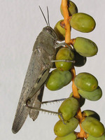 Anacridium aegyptium - Egyptian Locust